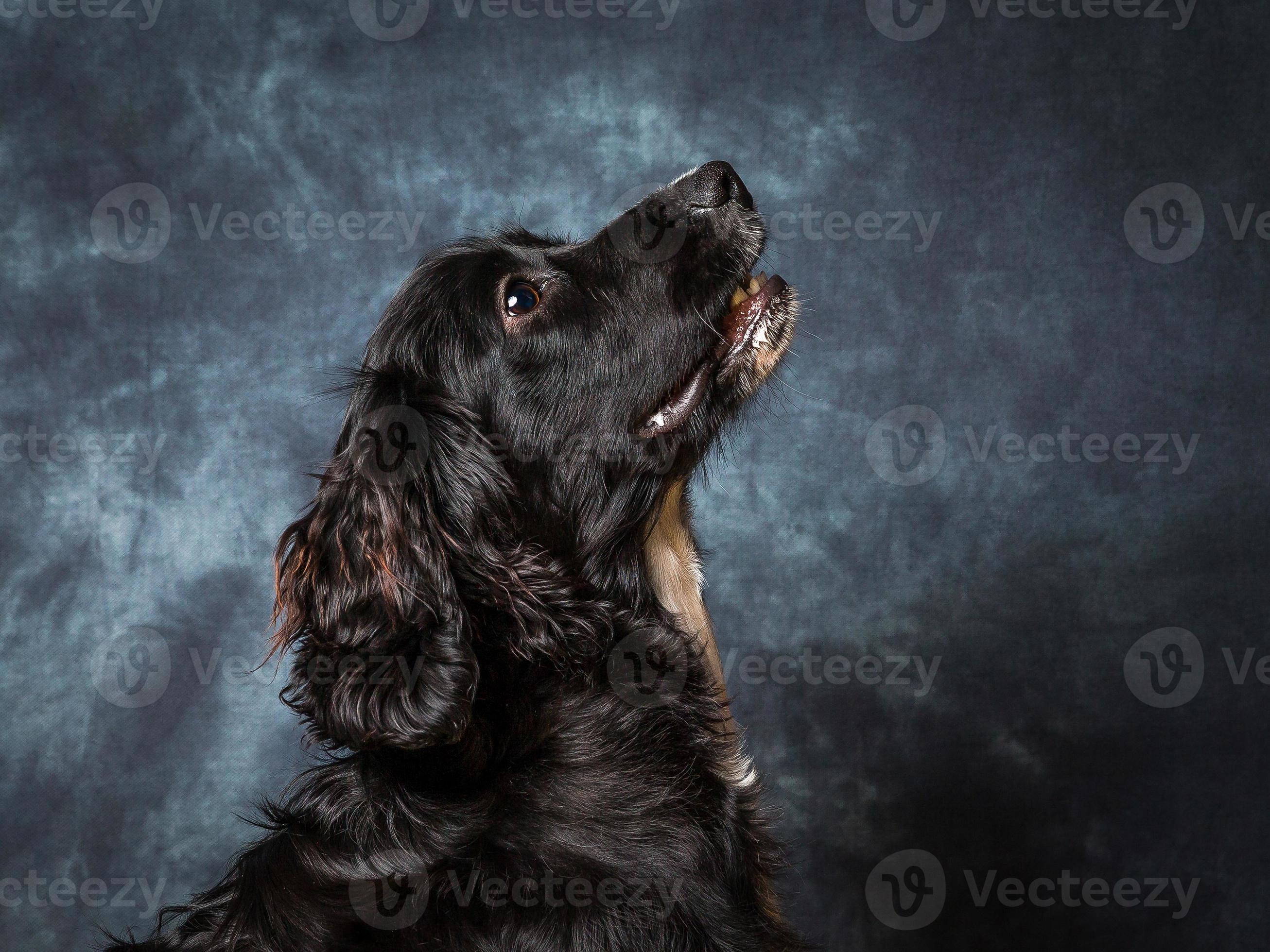 Cocker Spaniel Dog 4901009 Stock Photo at Vecteezy