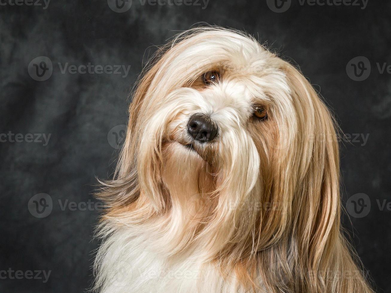 Tibetan Terrier Dog photo