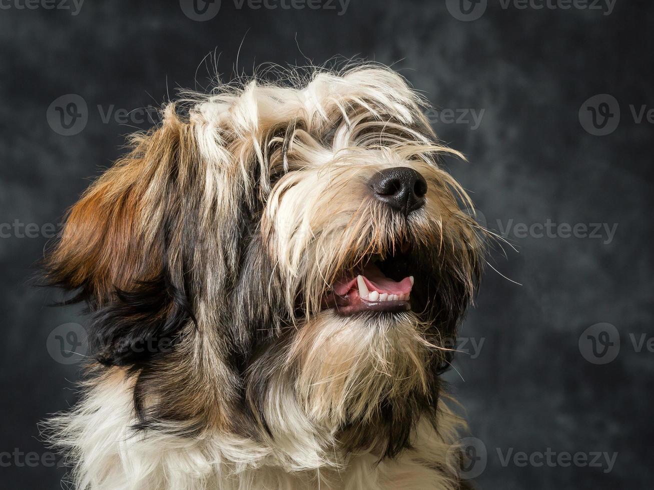 Tibetan Terrier Dog photo