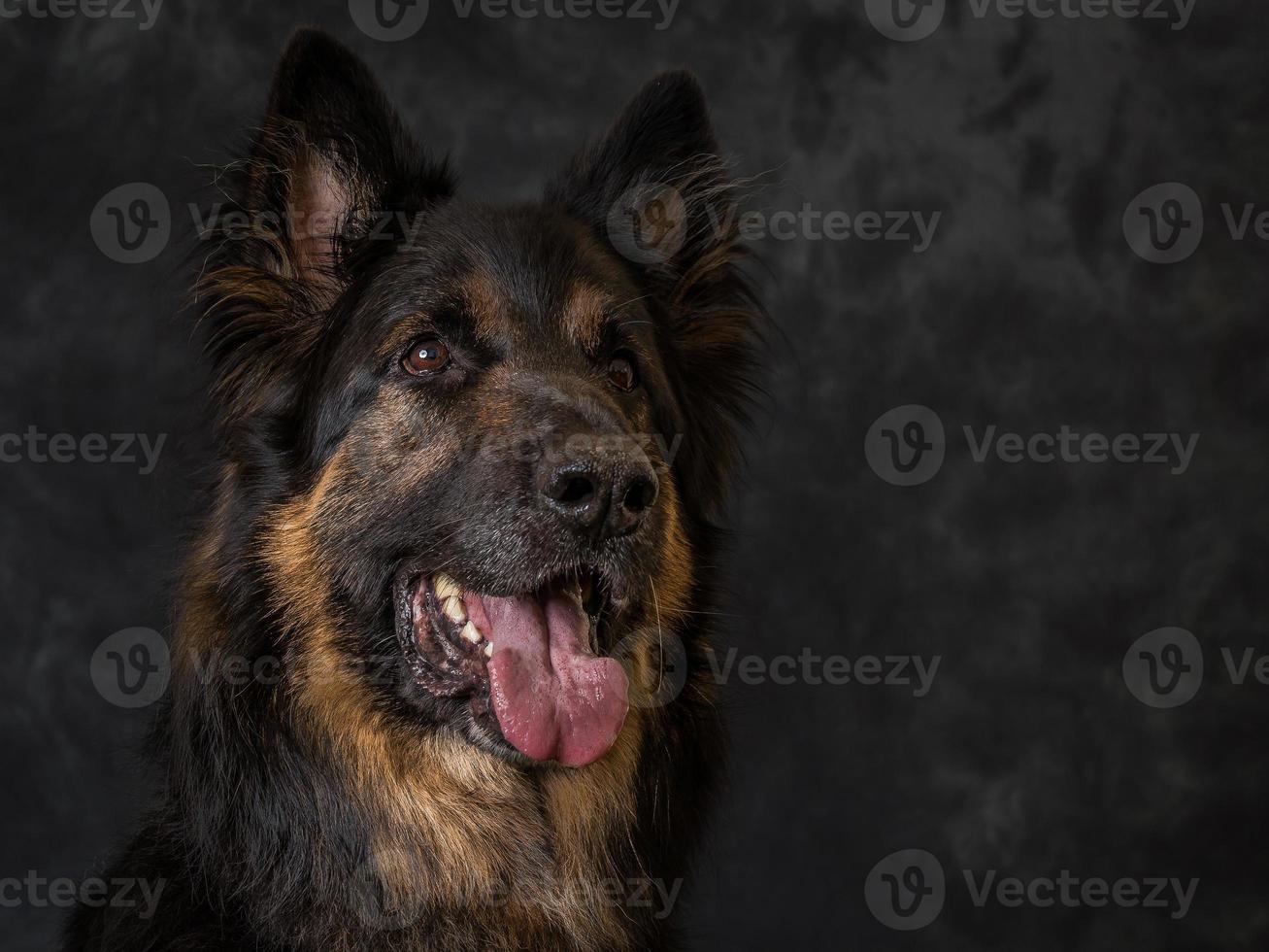 German Shephard Dog photo