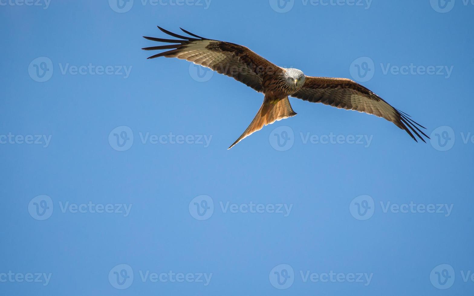 Red Kite In Flight photo