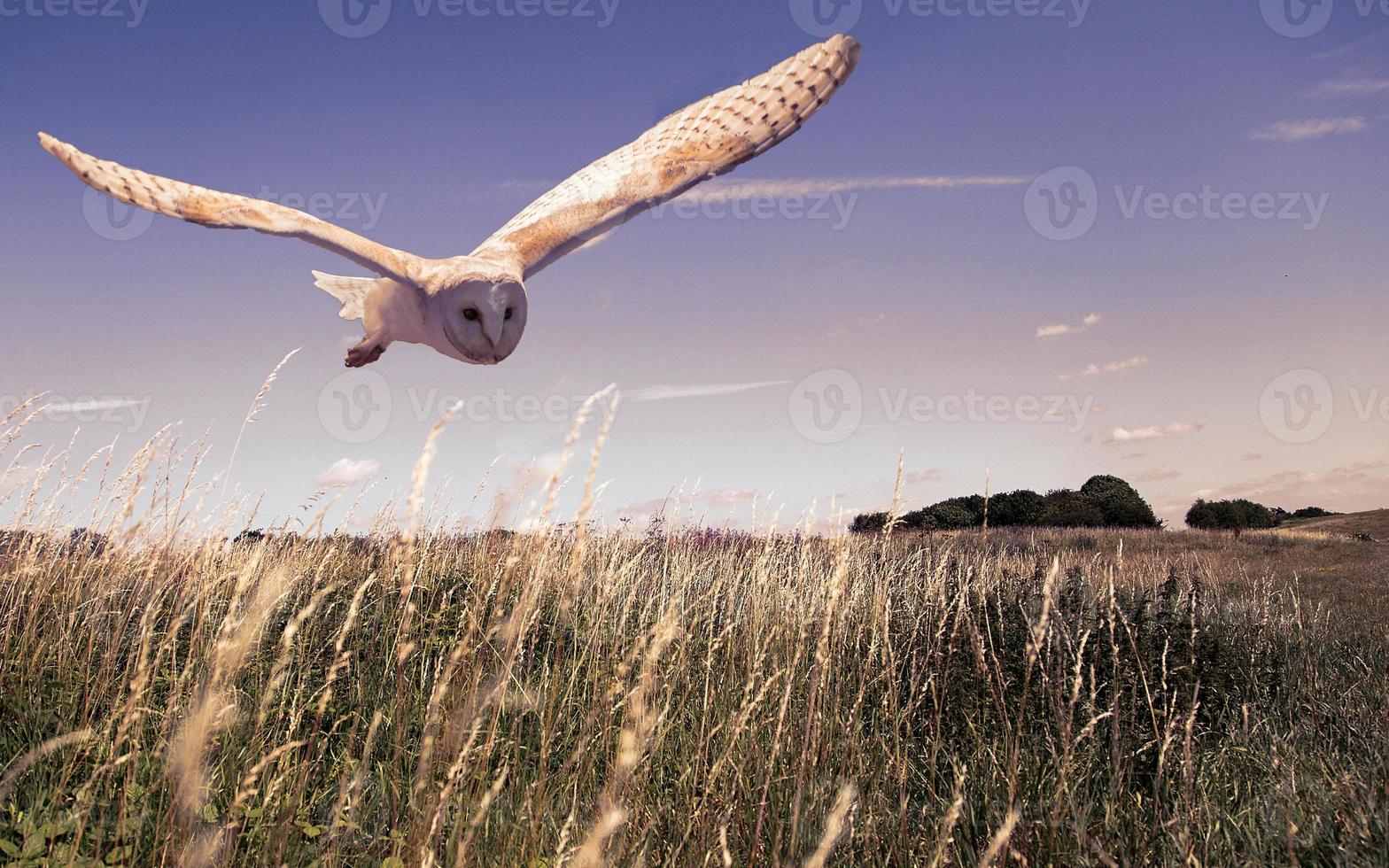 Barn Owl Over Crop Field photo