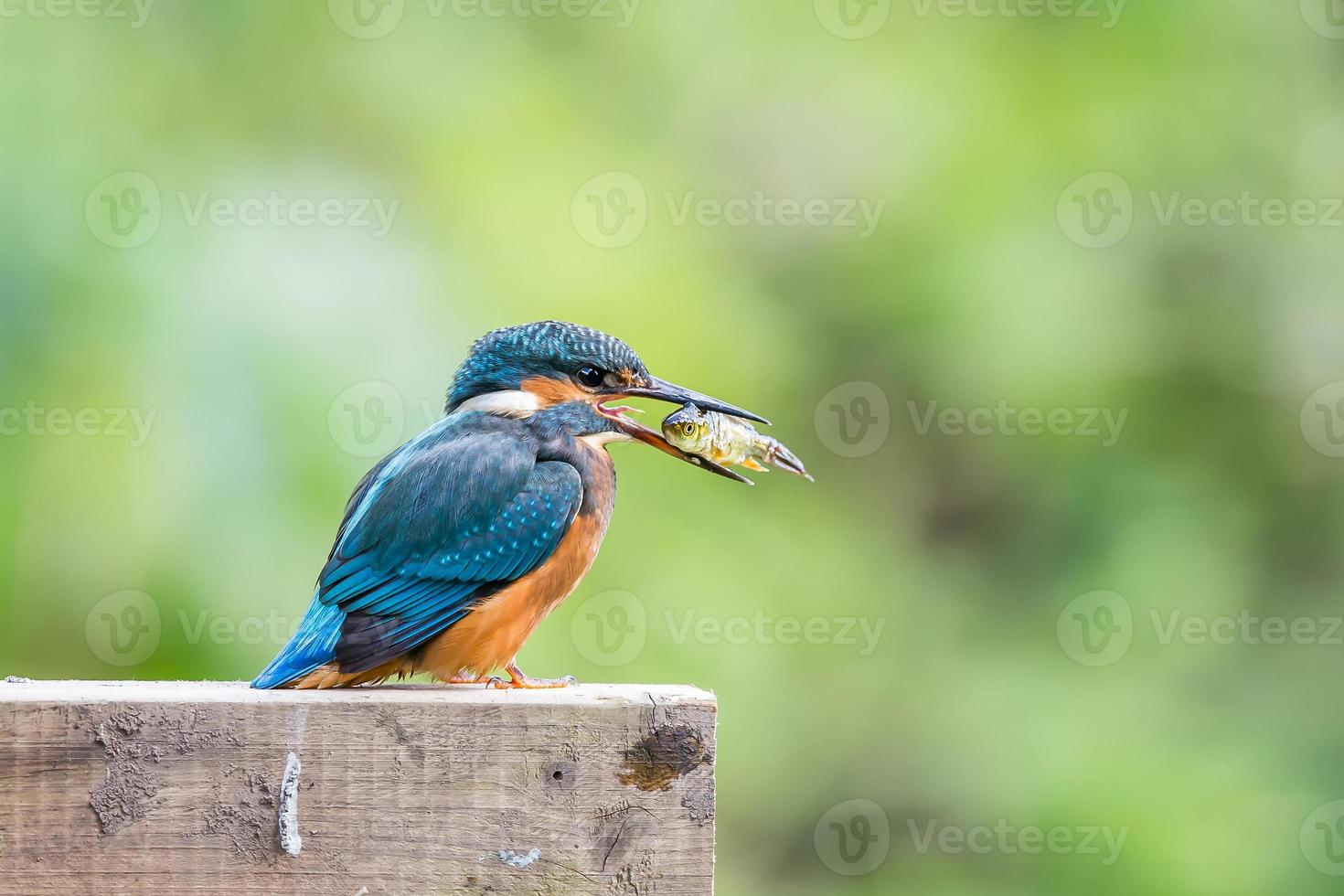 Common Kingfisher Alcedo atthis photo