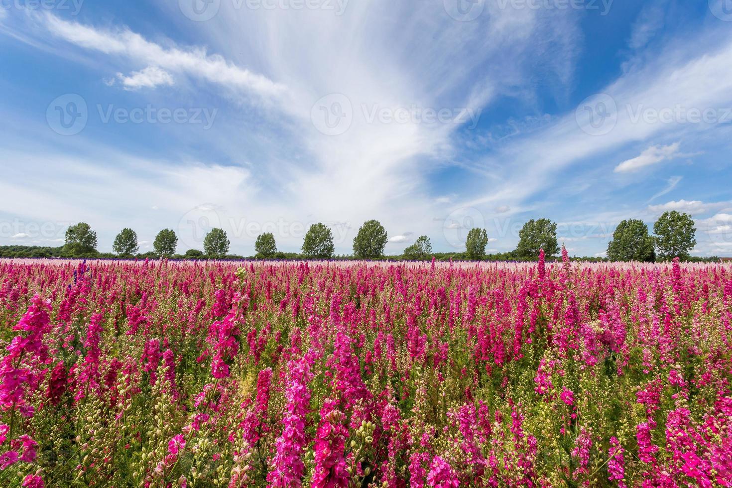 Delphinium Flower Farm photo