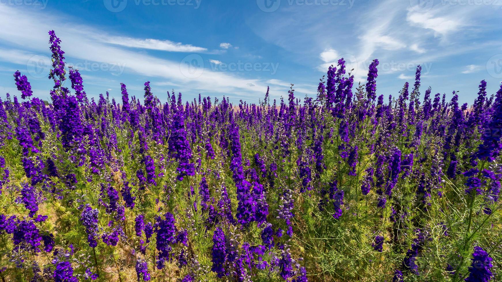 Delphinium Flower Farm photo