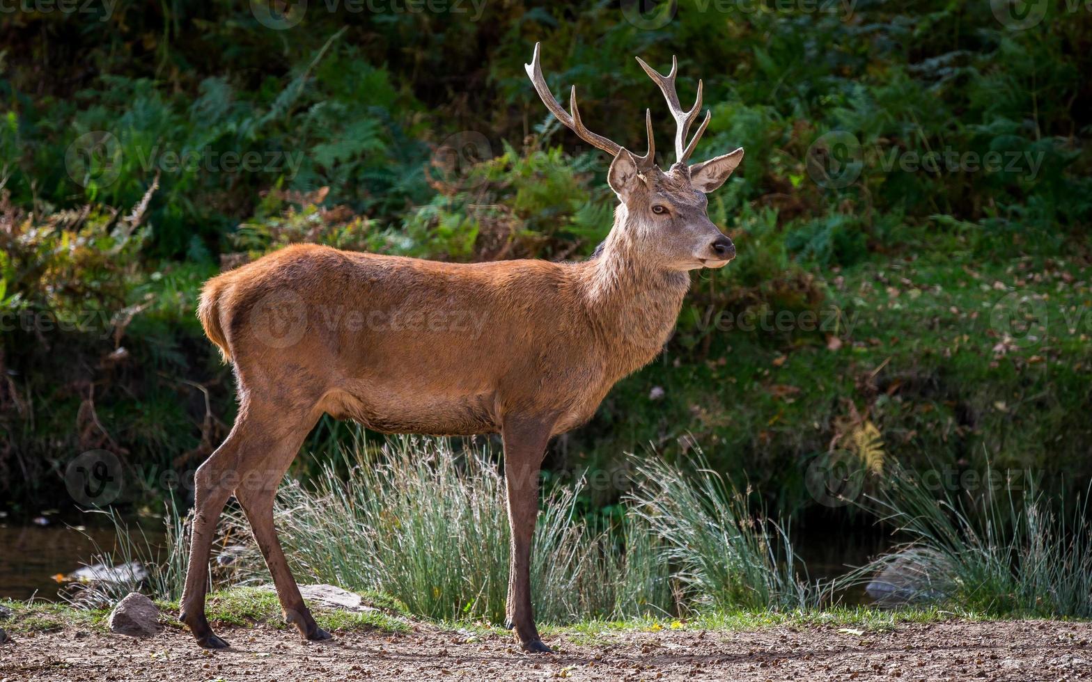 Red Deer Stag photo