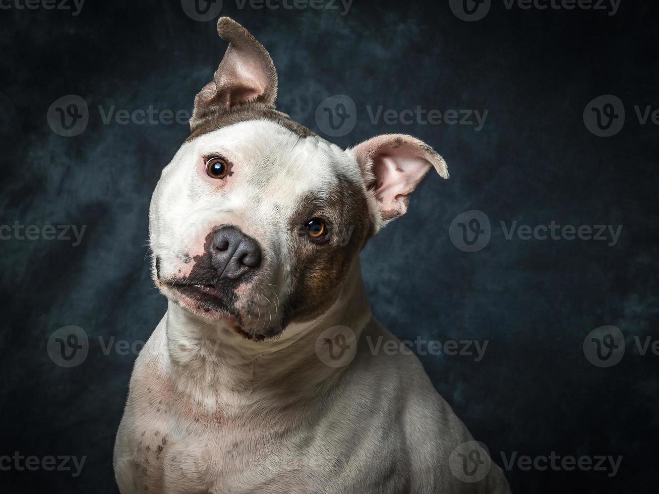 Staffordshire Bull Terrier photo