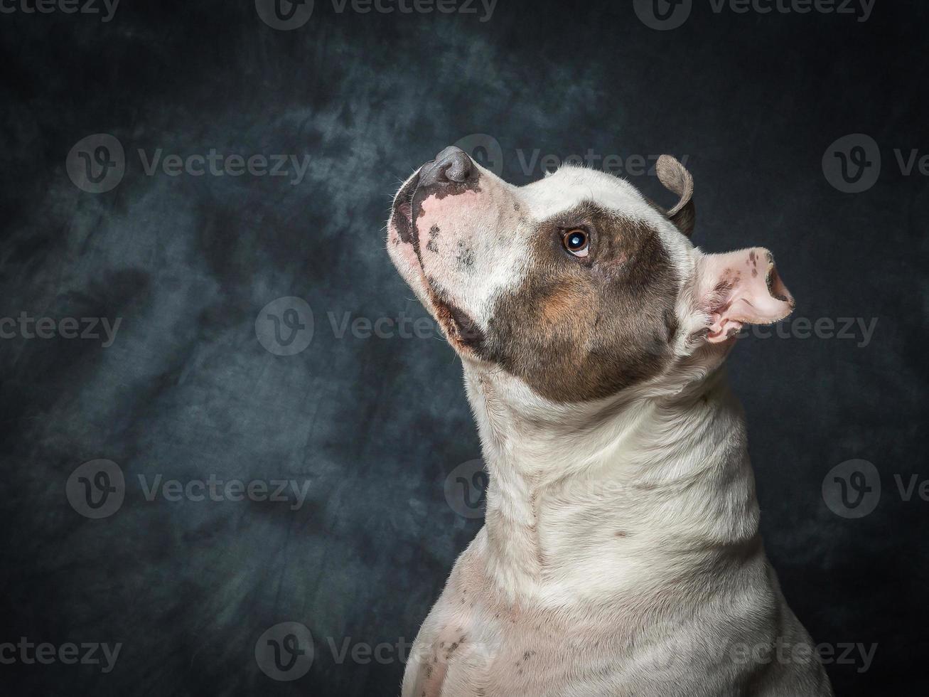Staffordshire Bull Terrier photo
