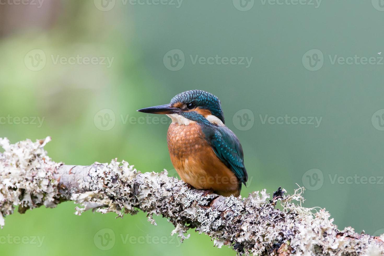 Common Kingfisher Alcedo atthis photo