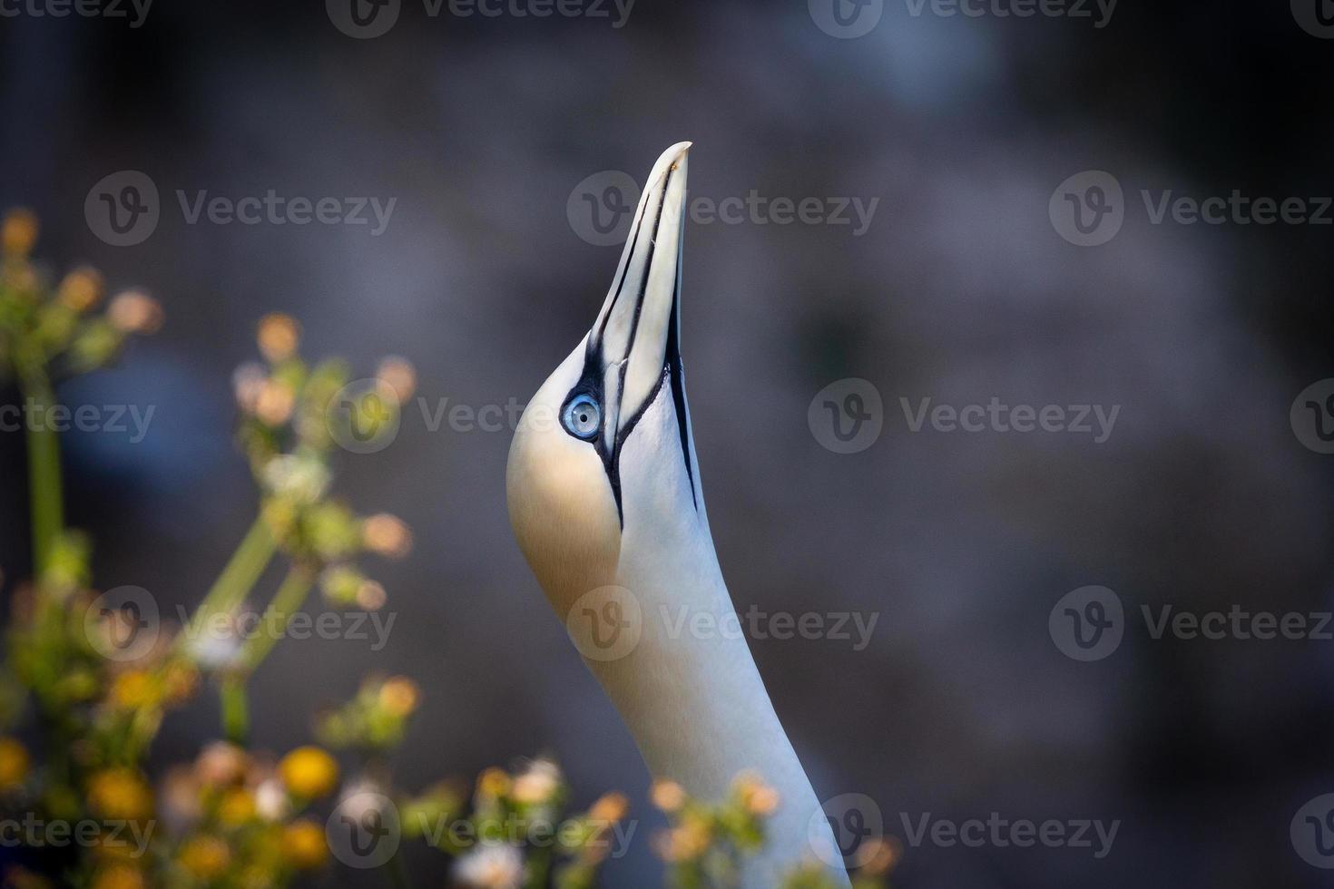 Northern Gannet In UK photo