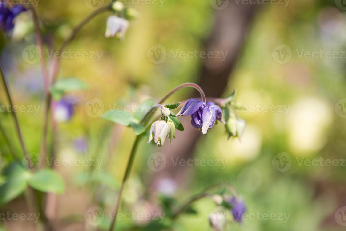 summer flowers purple photo