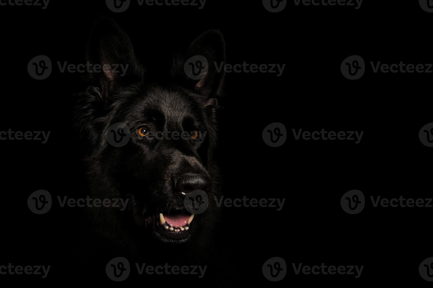 Black German Shepard photo