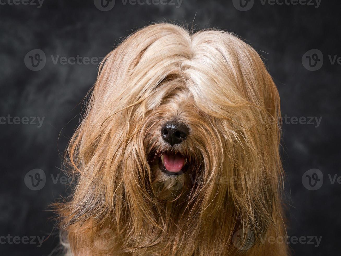 Tibetan Terrier Dog photo