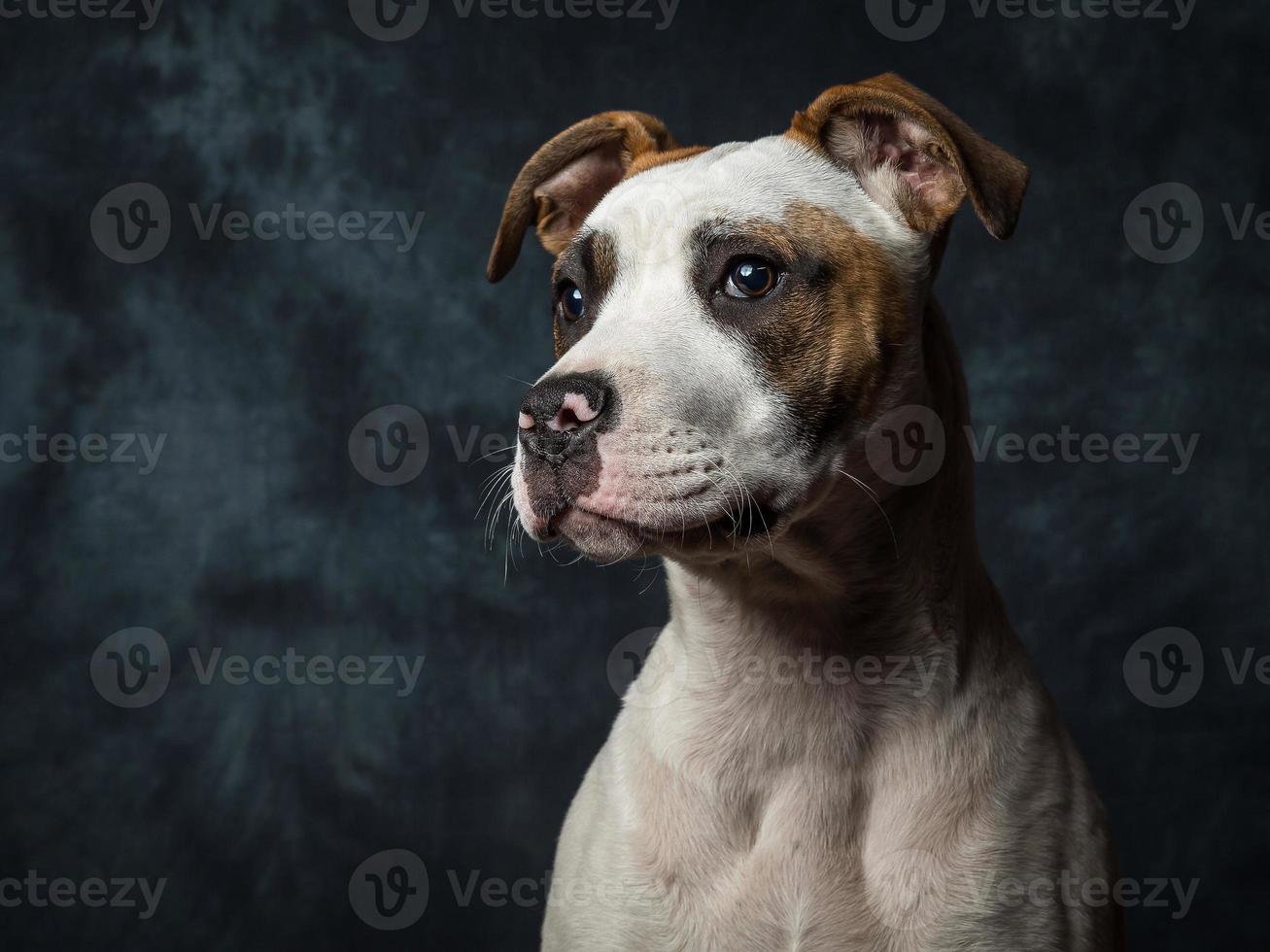 American Bull Dog Puppy photo