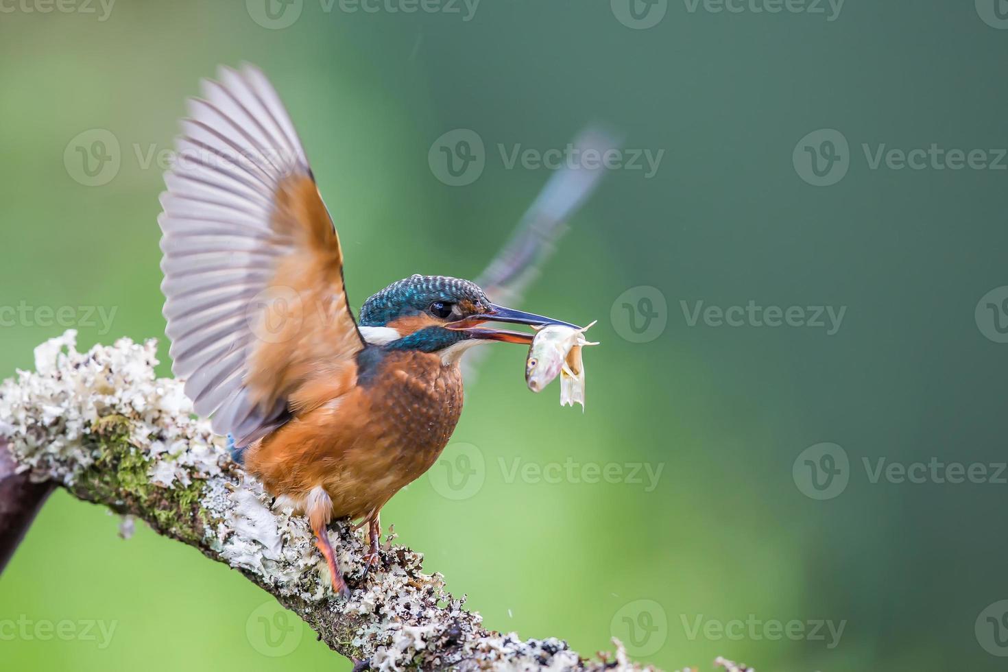 Common Kingfisher Alcedo atthis photo