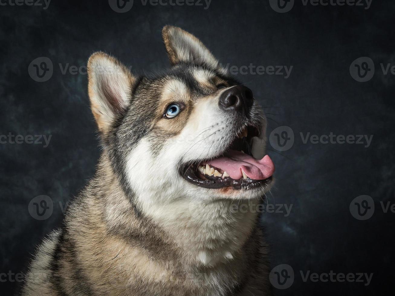 Siberian Husky With Blue Eyes photo