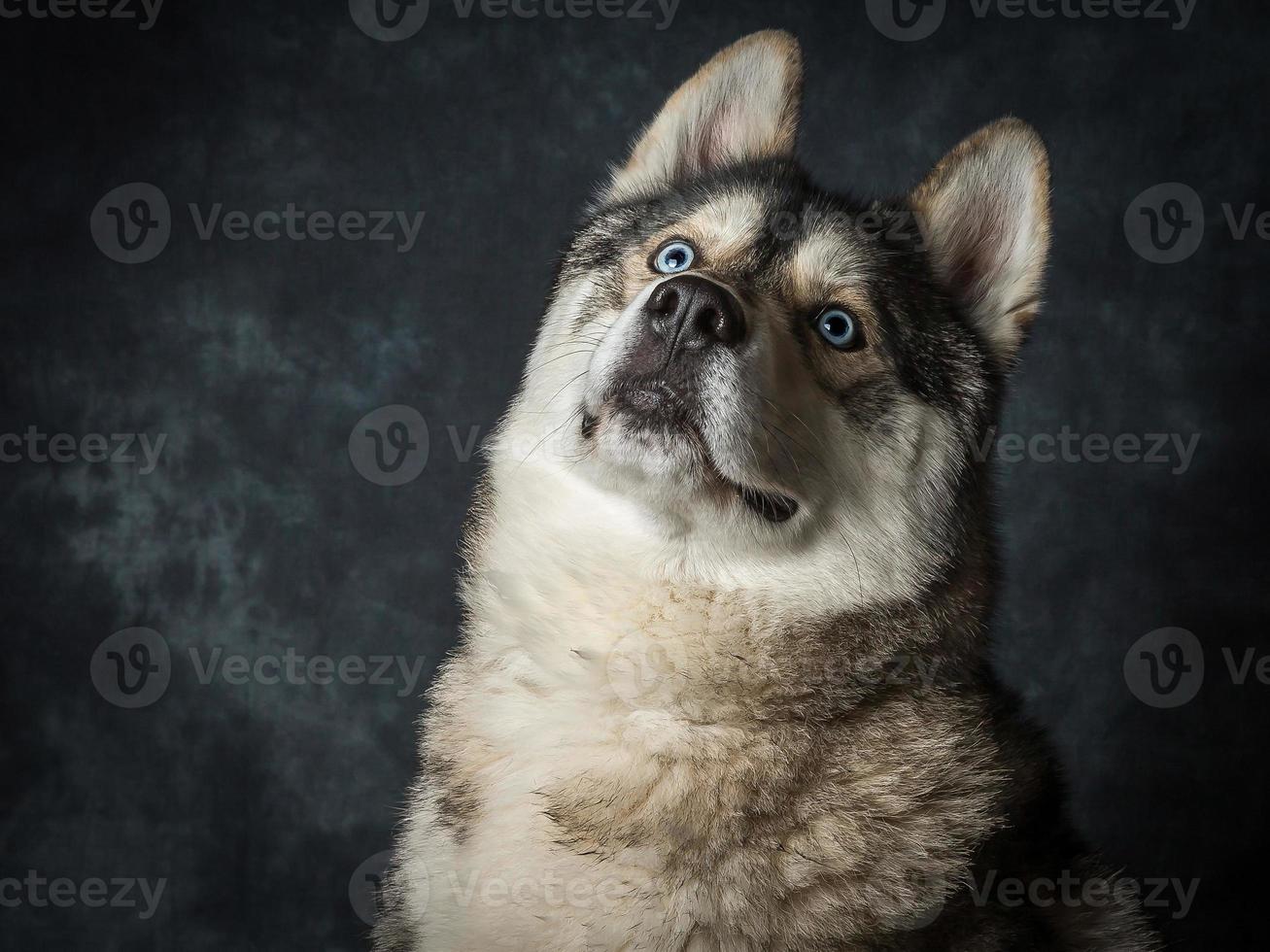 Siberian Husky With Blue Eyes photo