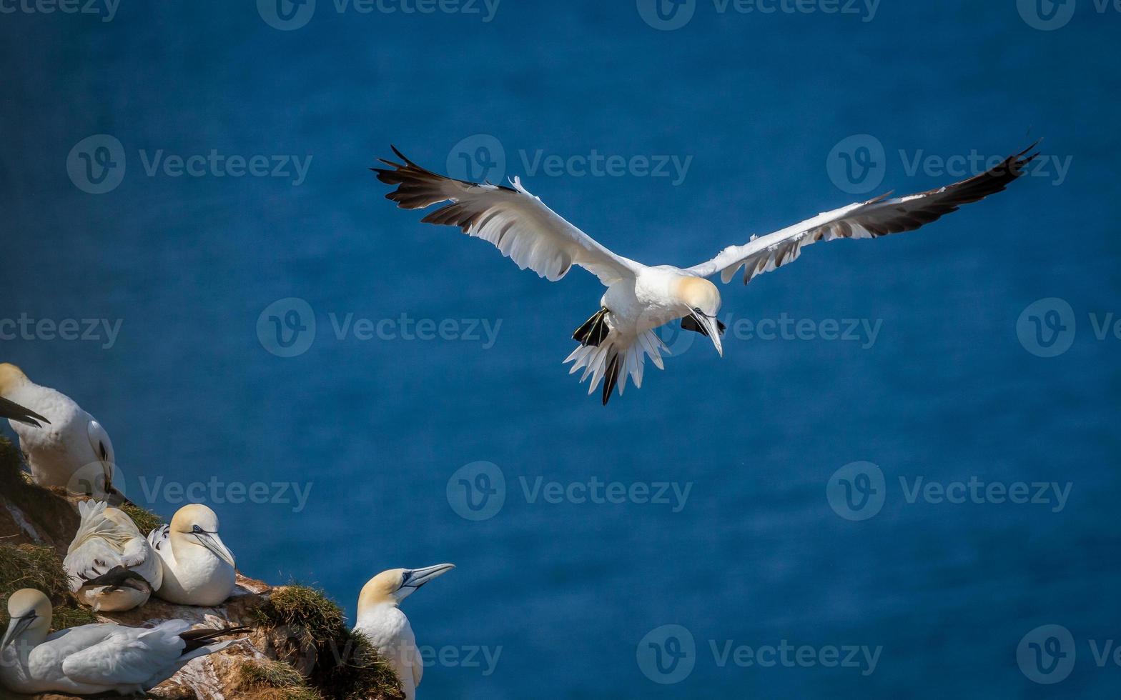 Northern Gannet In Flight UK photo