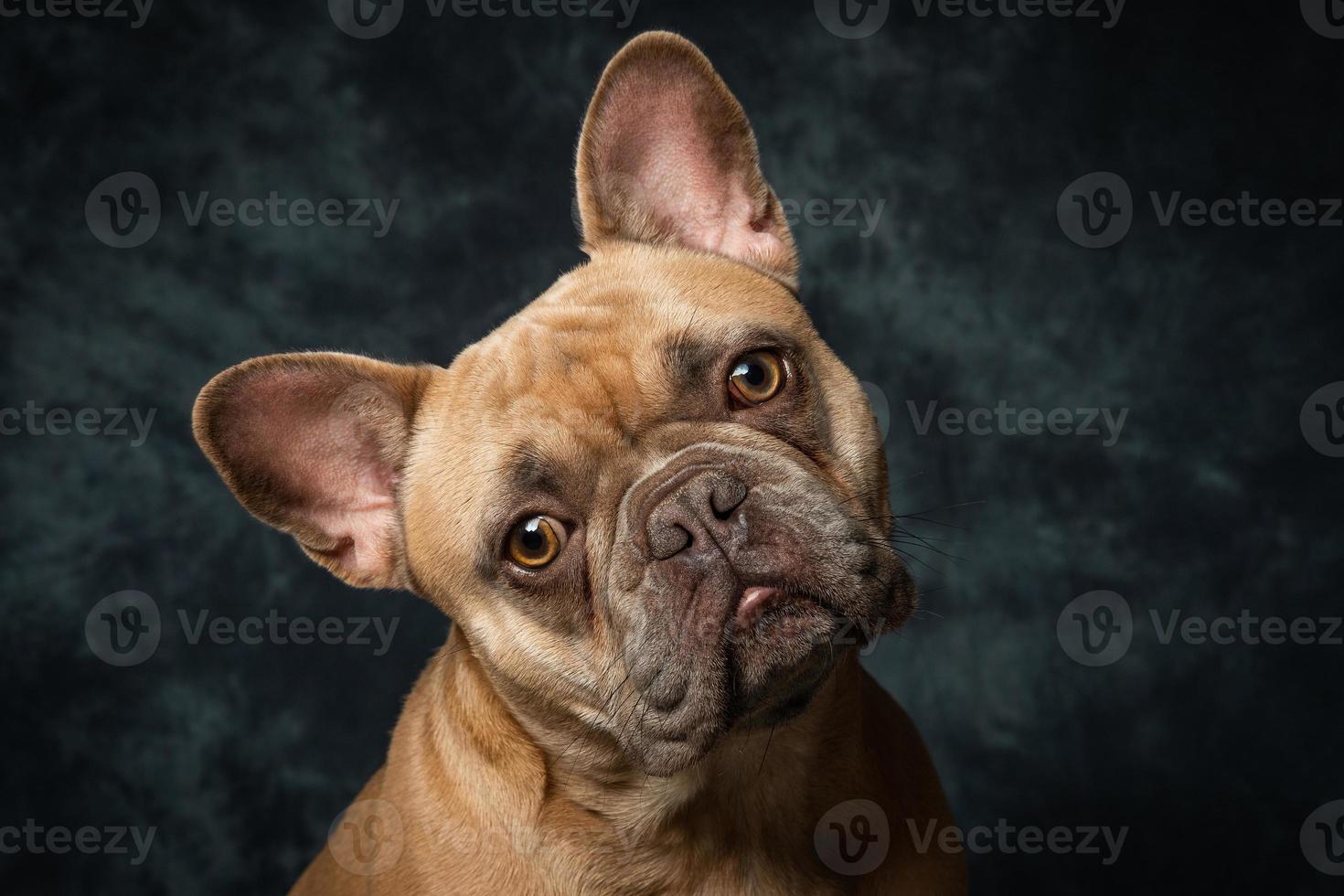 bulldog francés frenchy foto