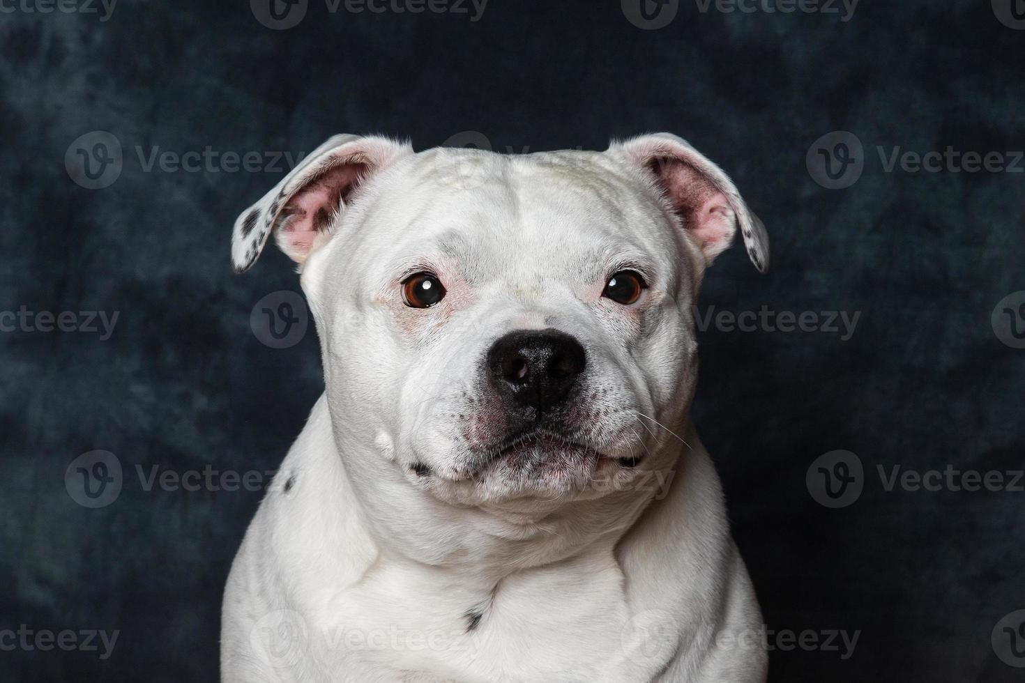 bull terrier de stafforshire foto