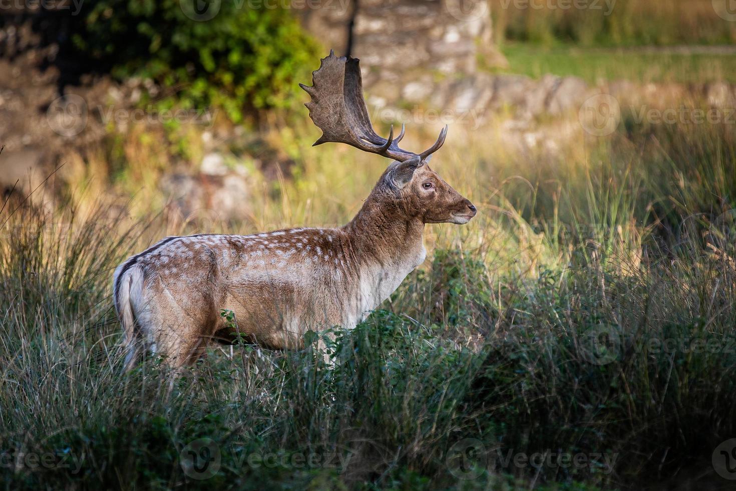 Fallow Deer Stag Pictured In The UK photo