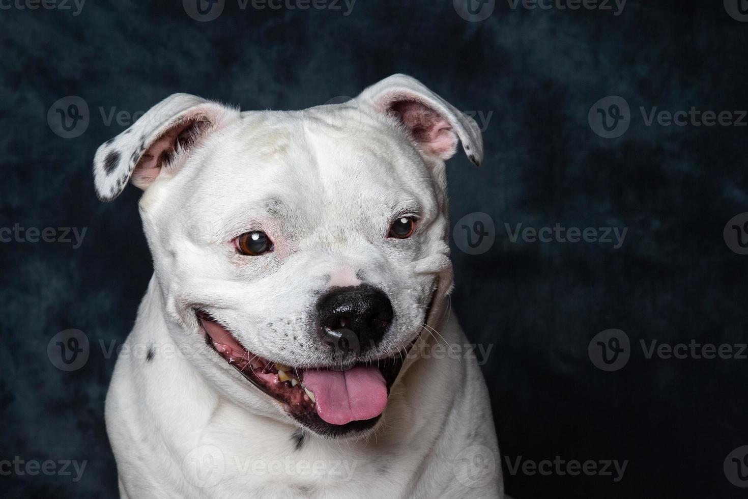 Stafforshire Bull Terrier photo