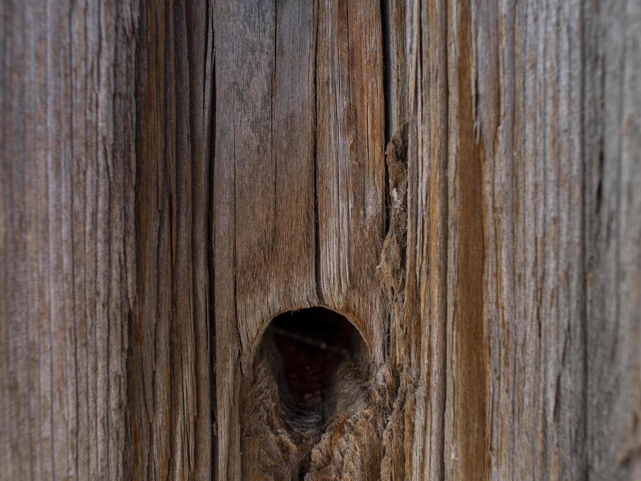 Natural dry tree trunk with hole photo