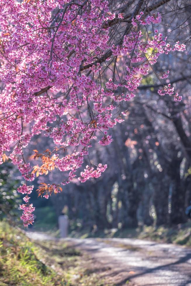 Wild Himalayan Cherry flower. photo