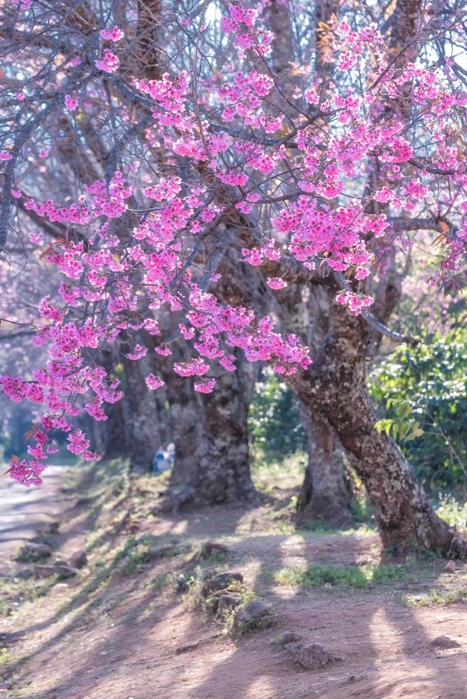 flor de cerezo salvaje del Himalaya. foto
