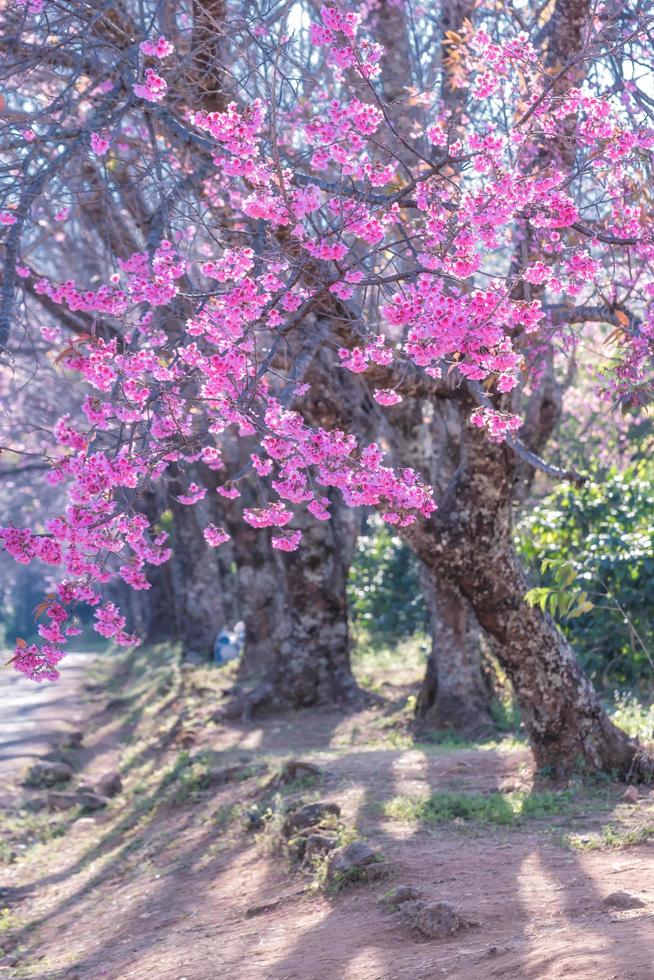 Wild Himalayan Cherry flower. photo