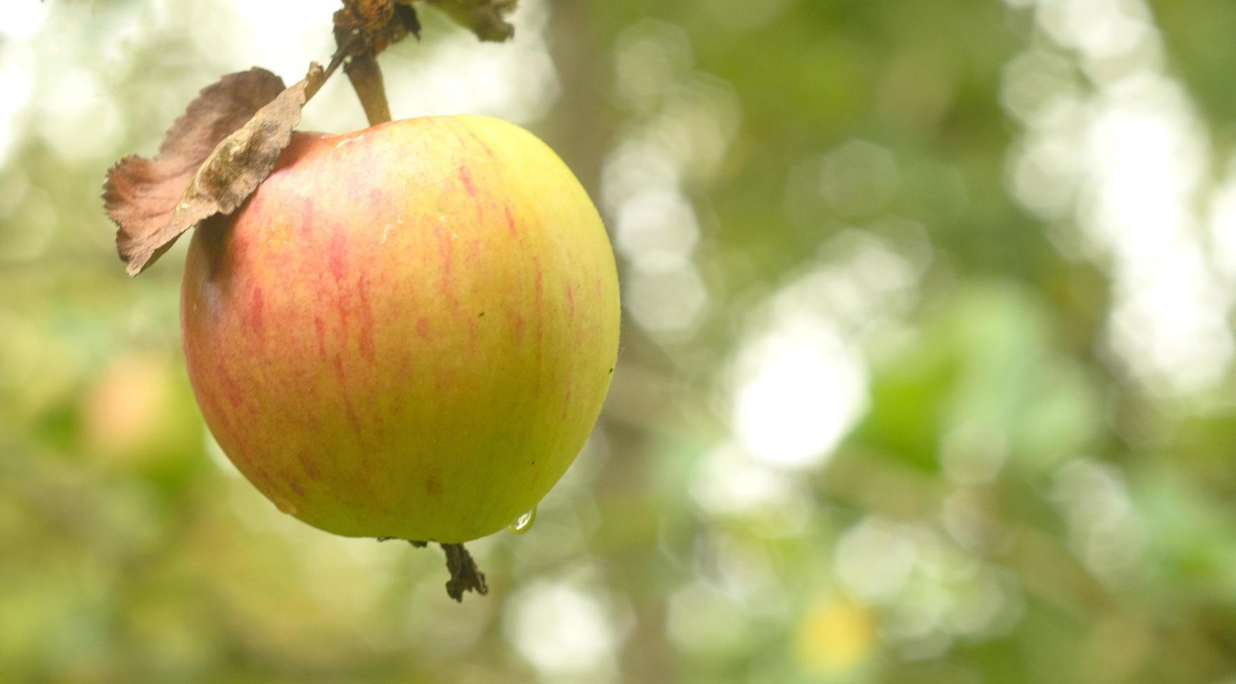 Red yellow apple is hanging on tree branch, copyspace photo