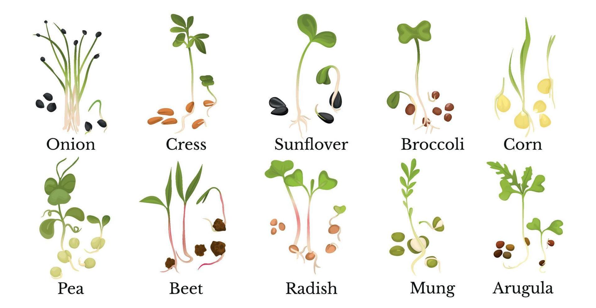 Assortment Of Micro Greens vector