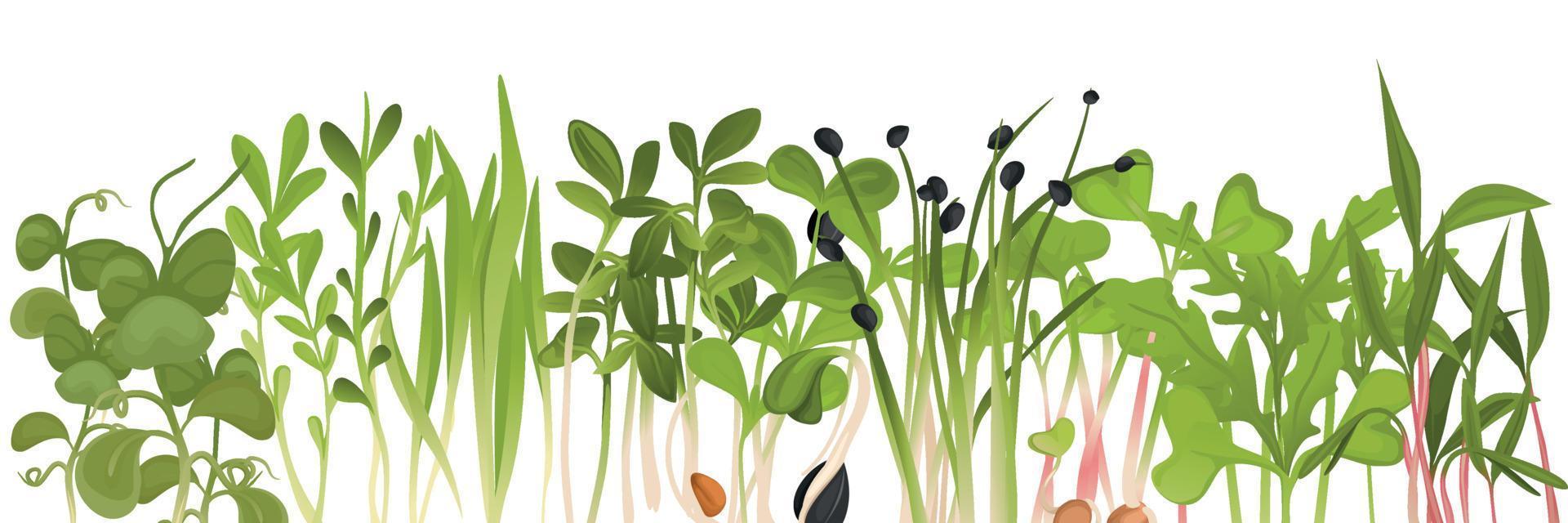 Colored Microgreen Border vector