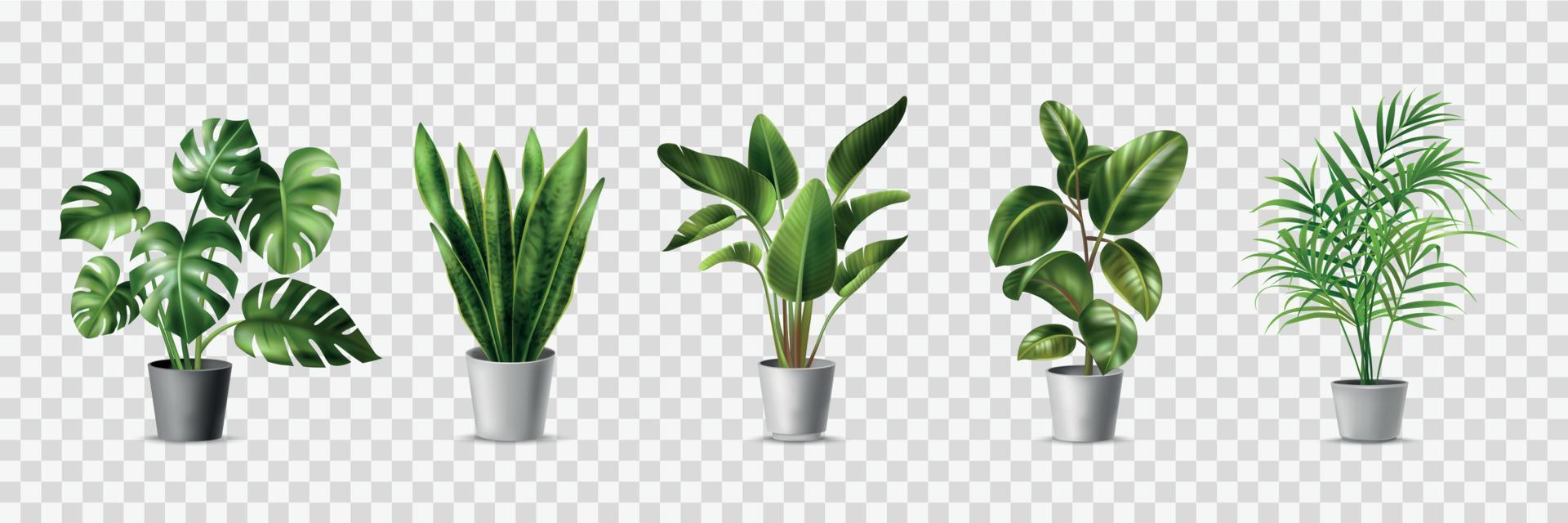 Realistic House Plants vector