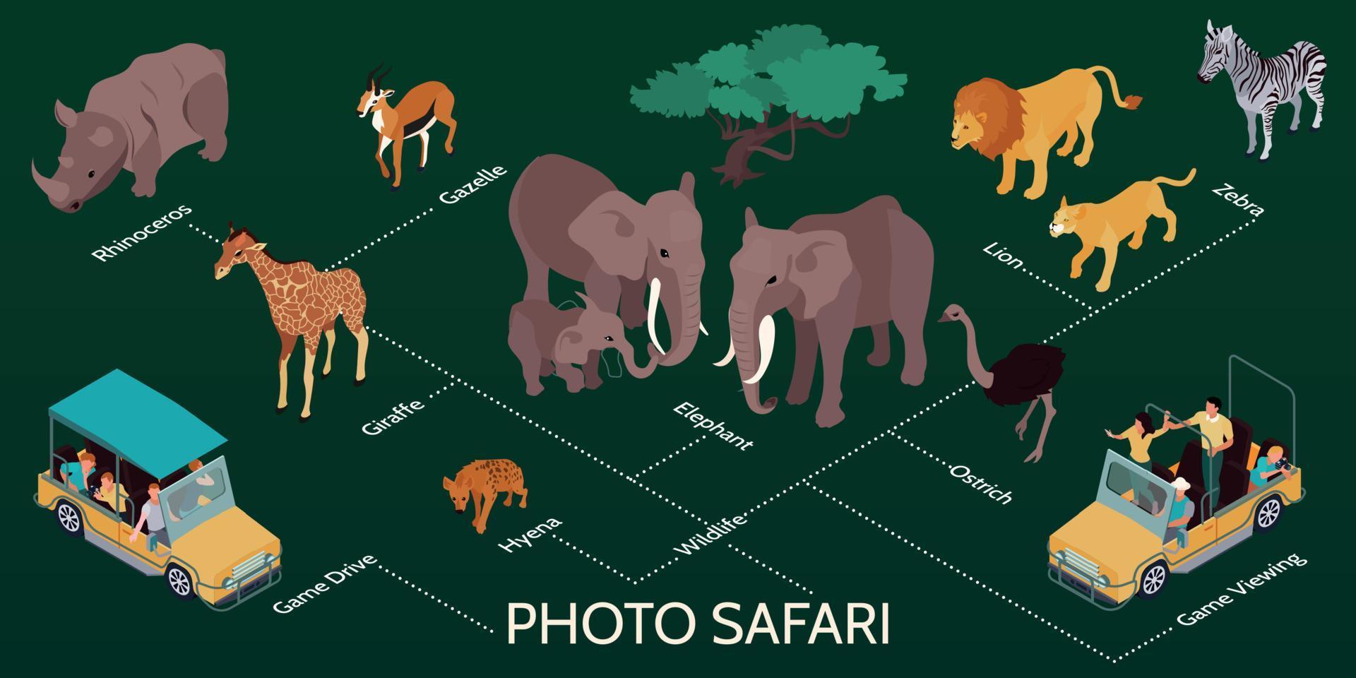 Infografía isométrica de safari fotográfico. vector