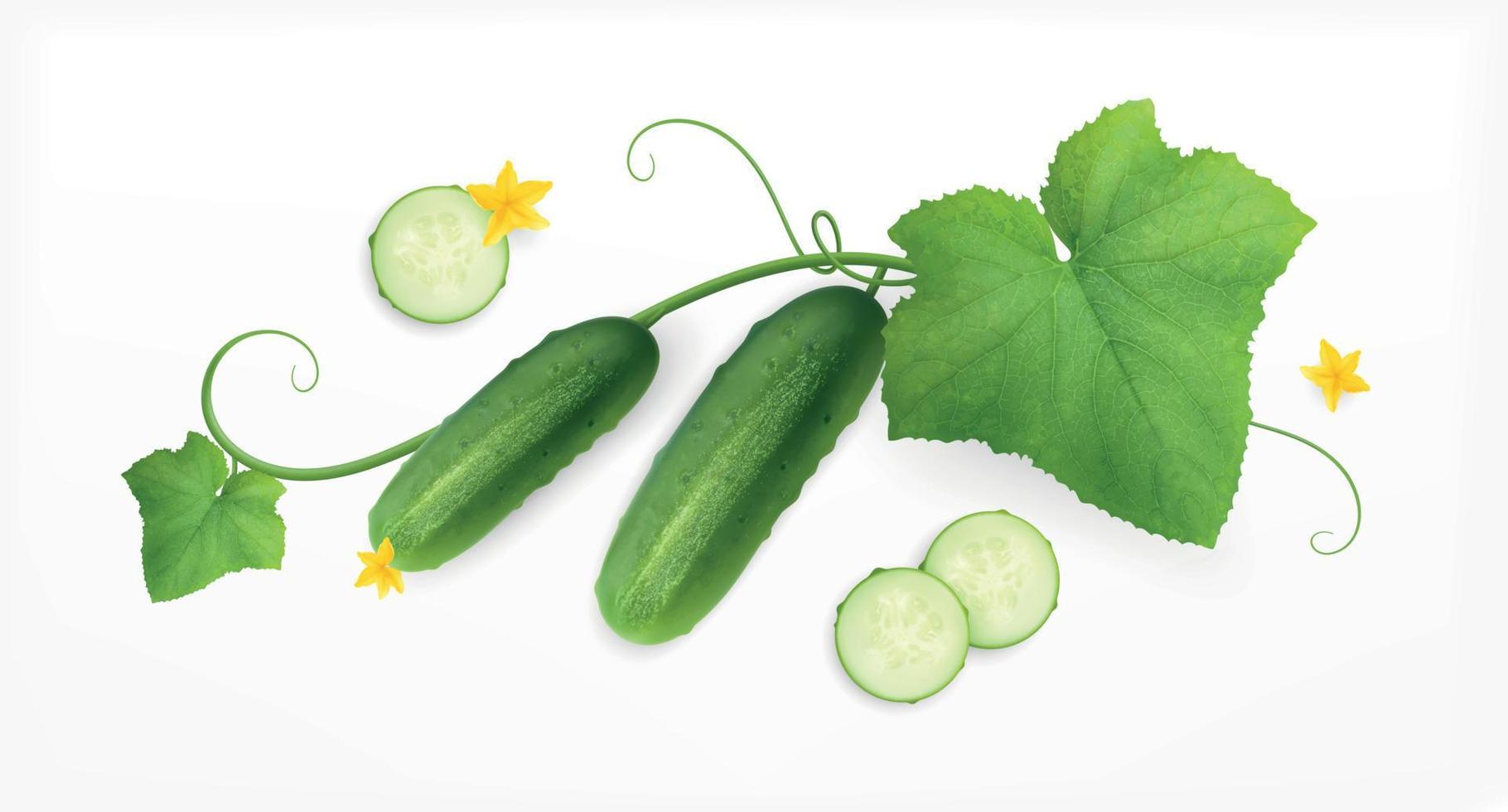 Cucumber Flowers Realistic Composition vector