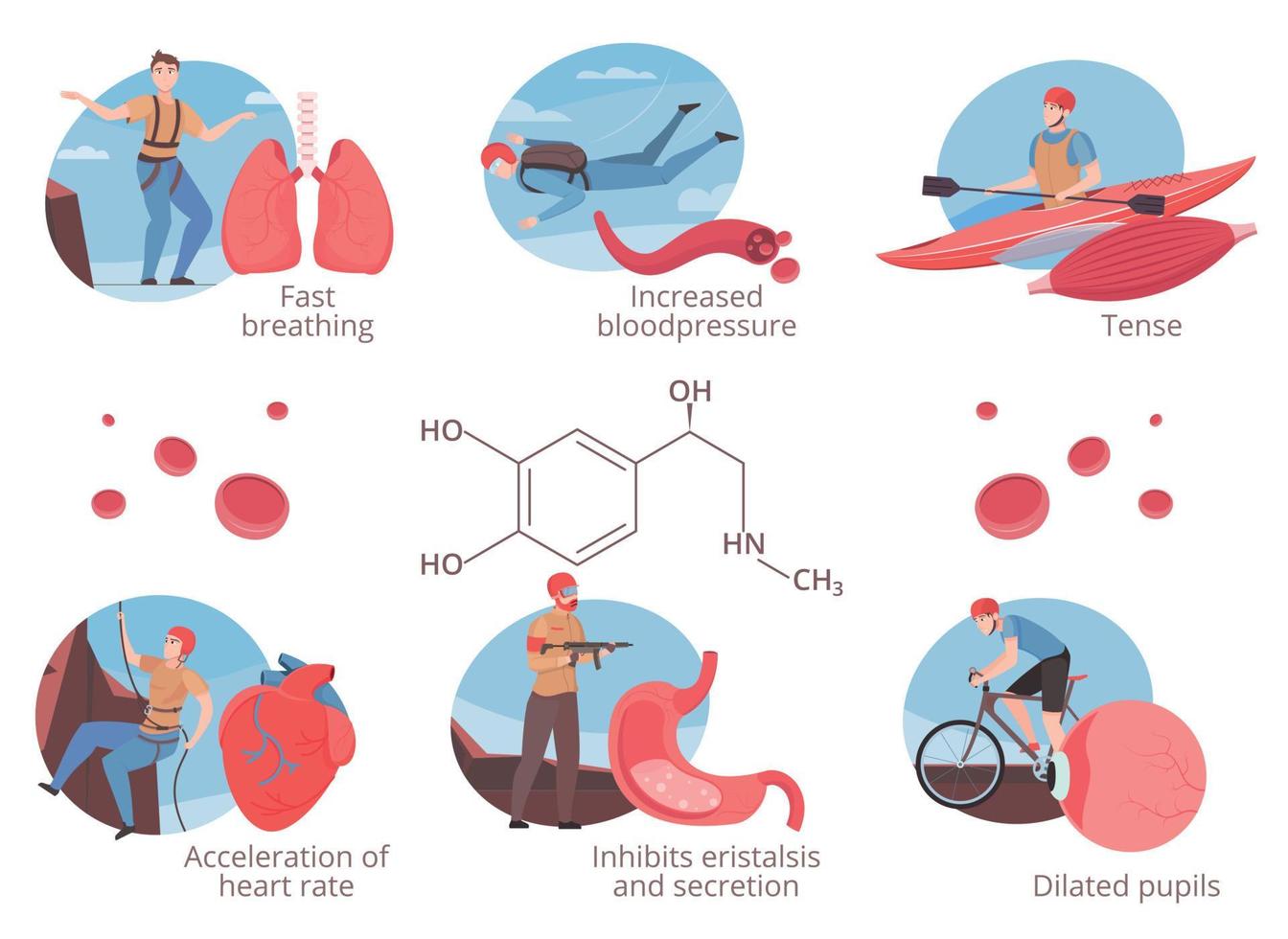 Adrenalin Hormone Set vector
