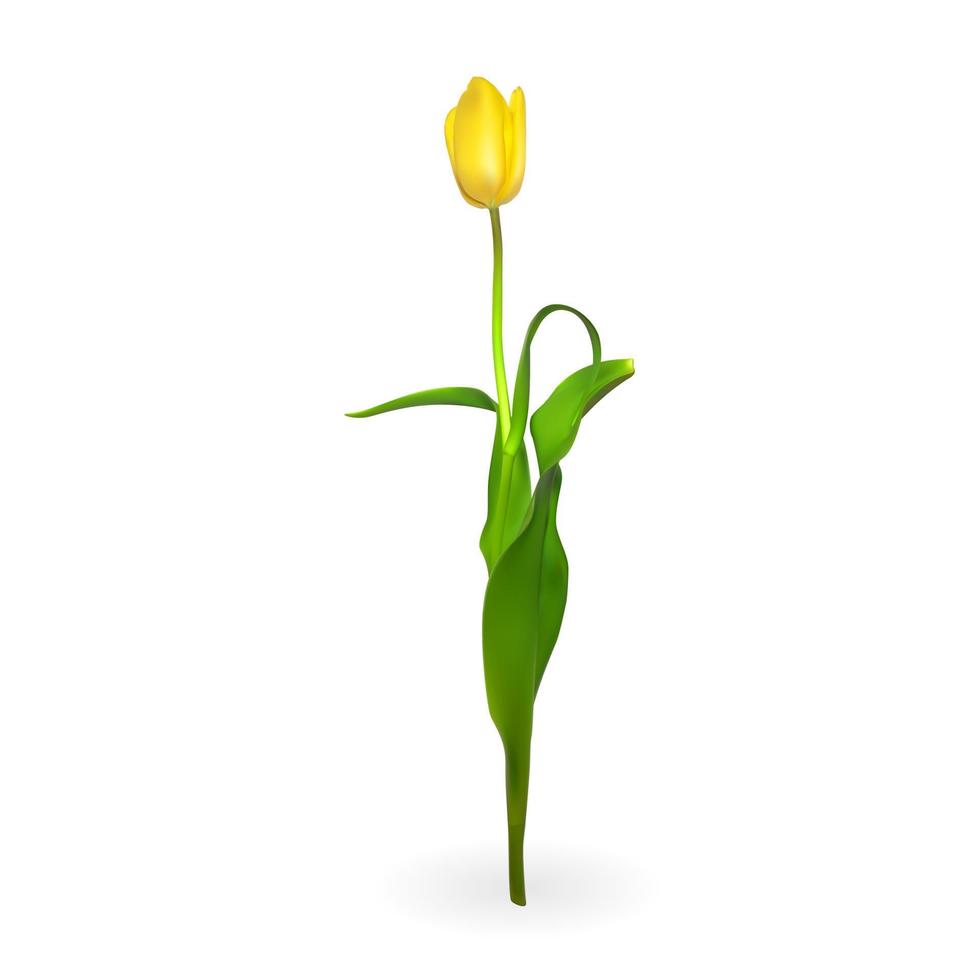 Beautiful tulips on white background. Vector Illustration