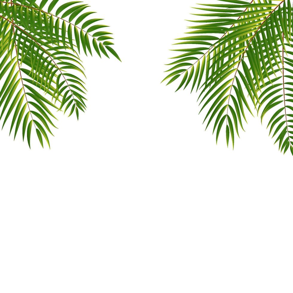 Beautifil Palm Tree Leaf  Silhouette Background Vector Illustration