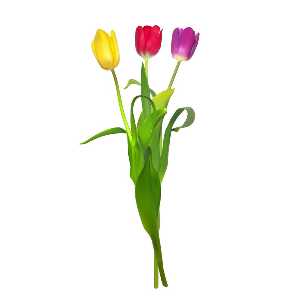 Fondo floral con tulipanes ilustración vectorial vector