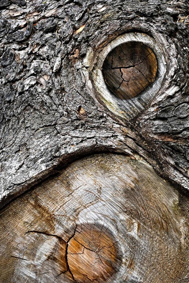 Detalle de un viejo tronco de madera de abeto foto