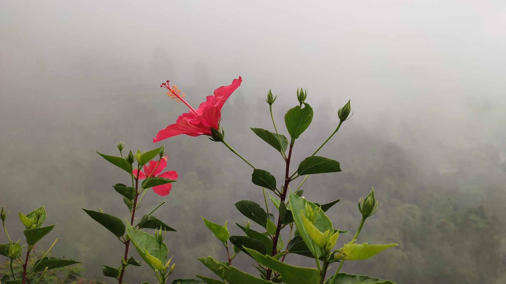 un árbol floreciente con flores rosadas en el fondo de las montañas foto