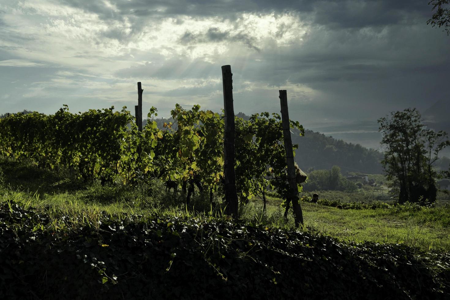 the hills full of vineyards of Santo Stefano Belbo, the area of Muscat wine in Piedmont, immediately after the harvest in autumn photo