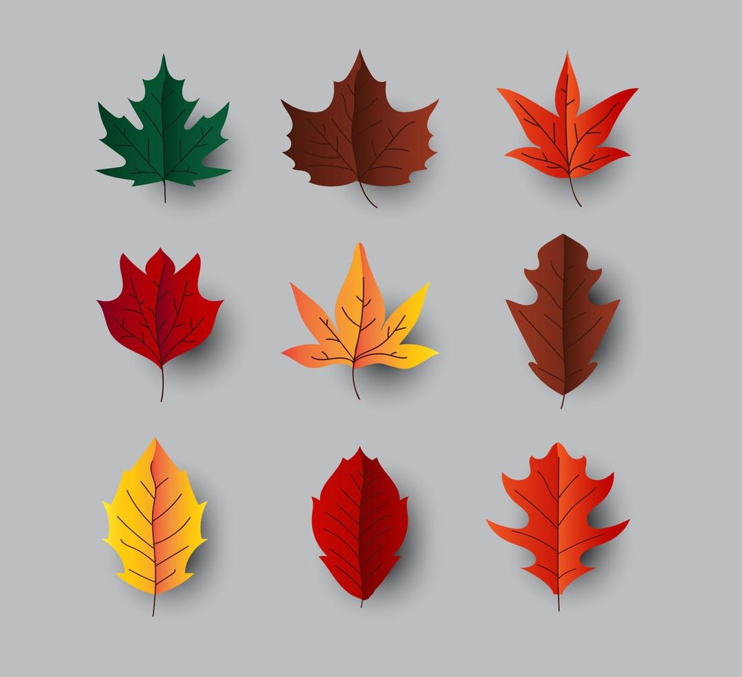 maple leaves vector set. autumn