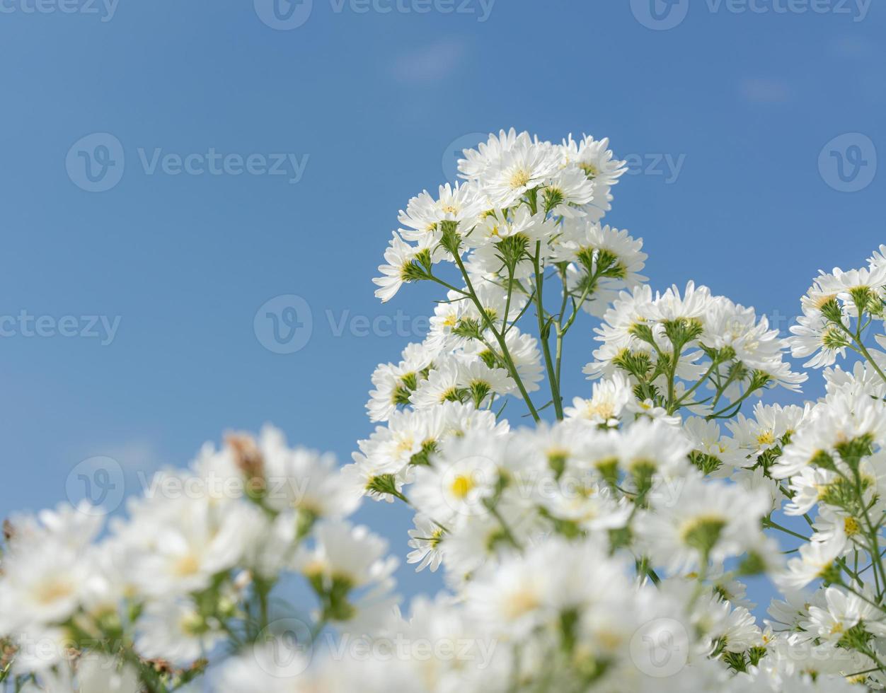 White flowers in garden on blue sky background photo