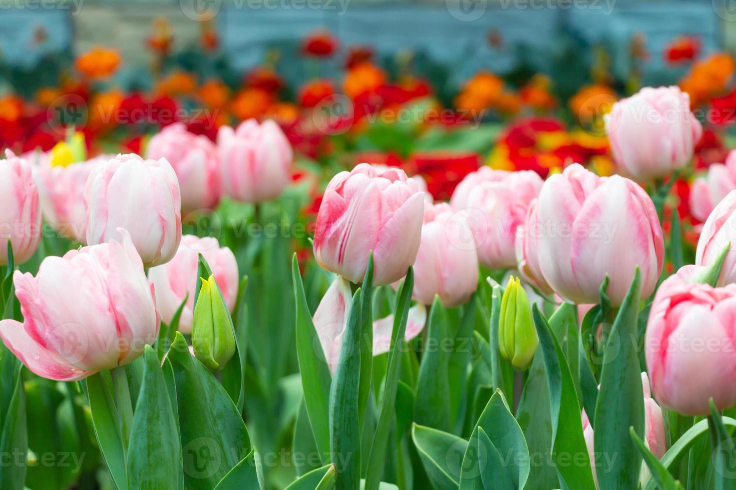 Tulip flowers in garden . Pink and red color . photo