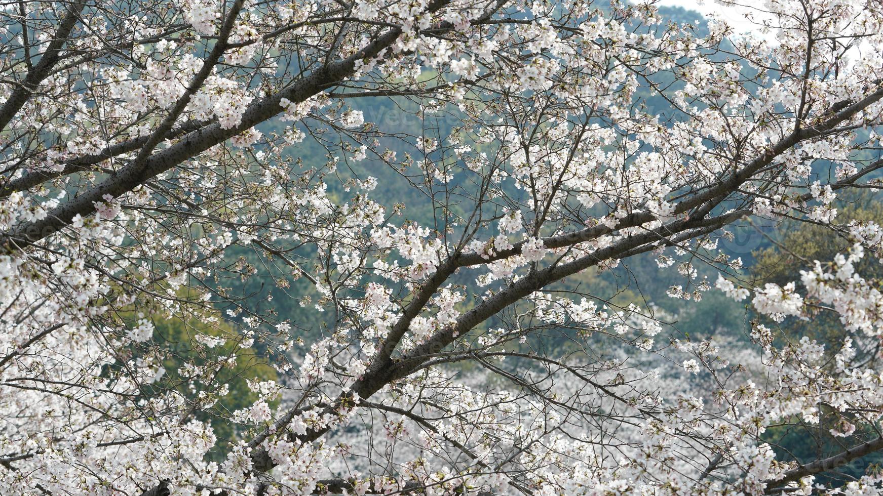 The beautiful white cherry flowers blooming in the park of the China in spring photo
