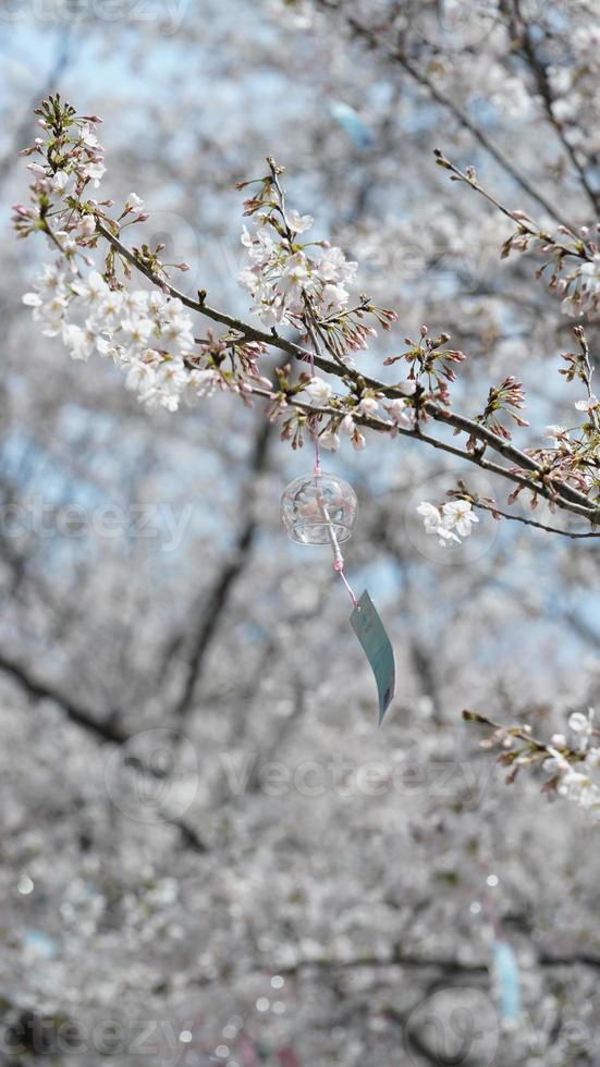 The beautiful white cherry flowers blooming in the park of the China in spring photo