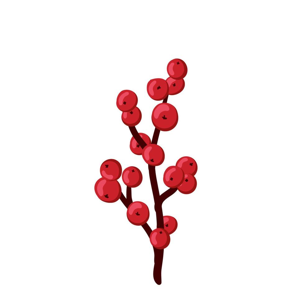 Christmas holly, European ilex decoration, red berry, branche, twig isolated on white background vector