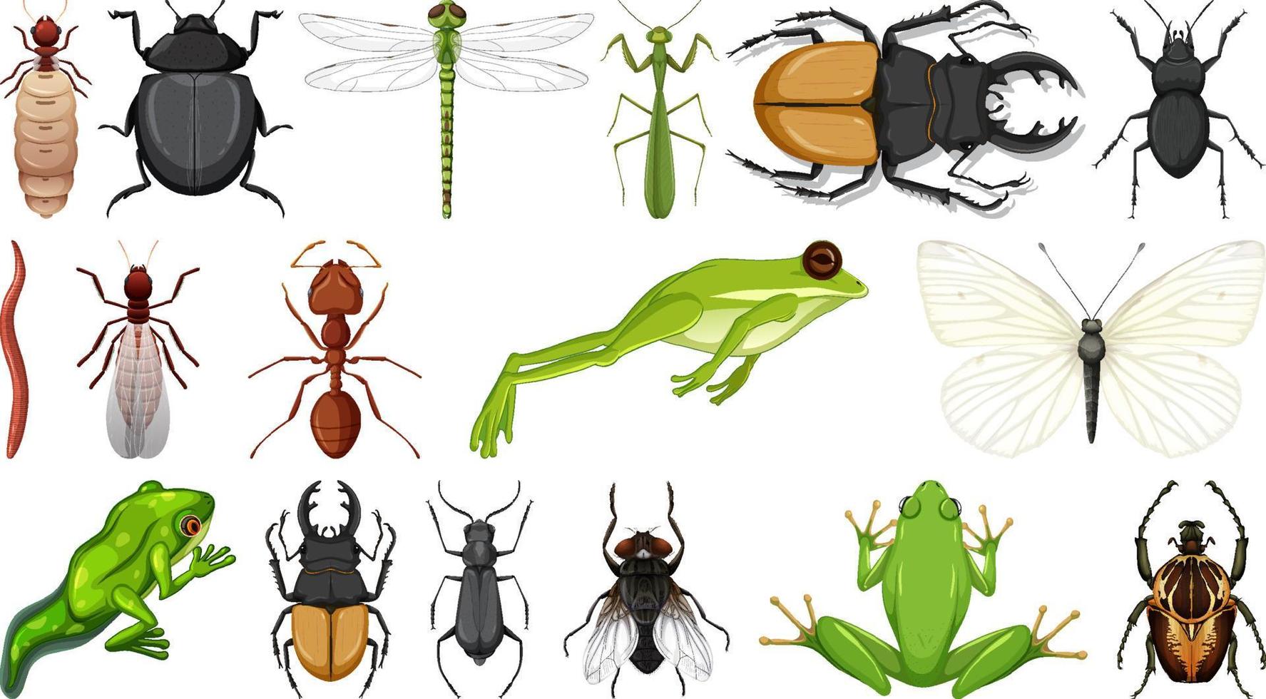 Colección de diferentes insectos aislado sobre fondo blanco. vector